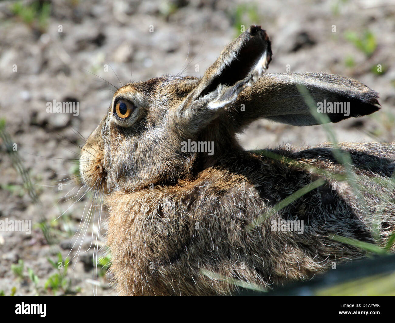 Retrato de una Unión Brown (Lepus europaeus) en extremo detalle Foto de stock