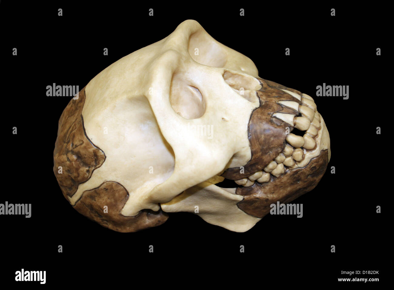 Réplica del cráneo de Homo erectus Hombre de Java Foto de stock