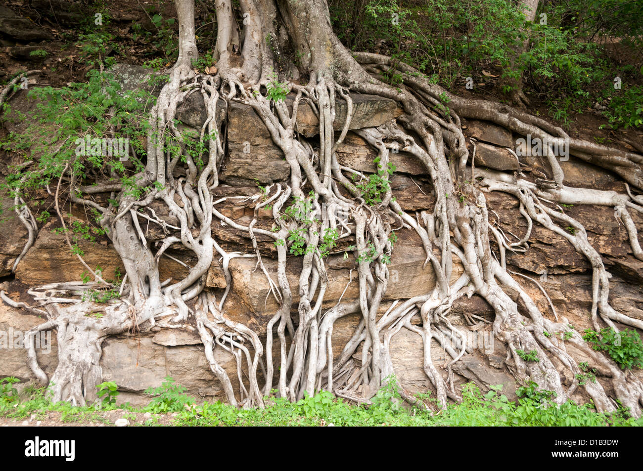 Las raíces de los árboles que crecen a través de rock Foto de stock