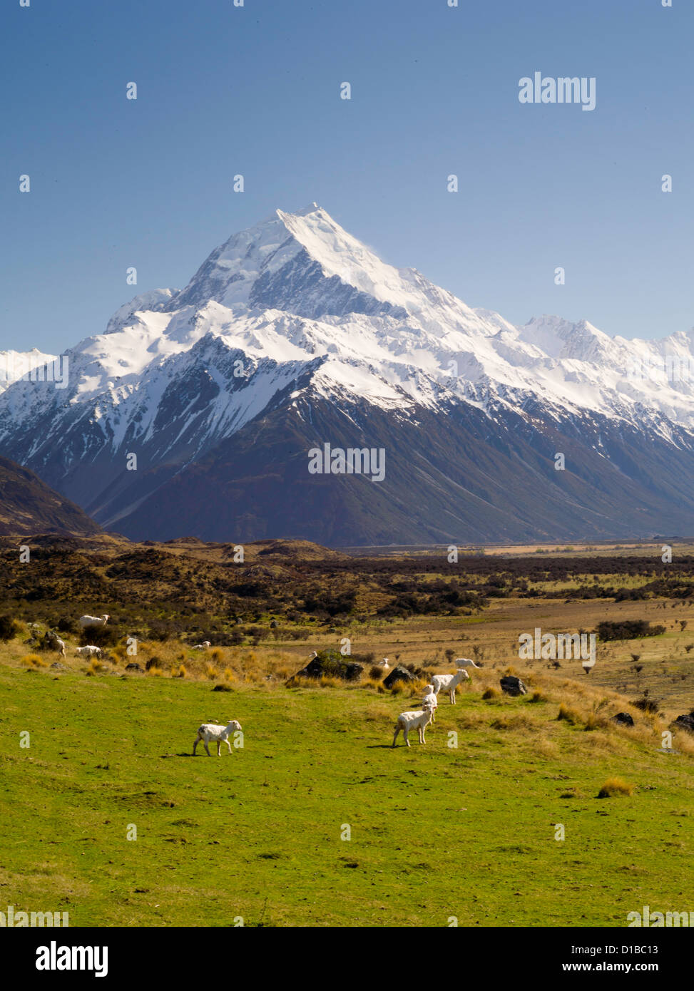 Un icono de vista de Nueva Zelanda - las ovejas en la pastura y desde Aoraki/Mt Cook en el fondo. Desde aoraki es el pico de la montaña más alta de Nueva Zelanda Foto de stock