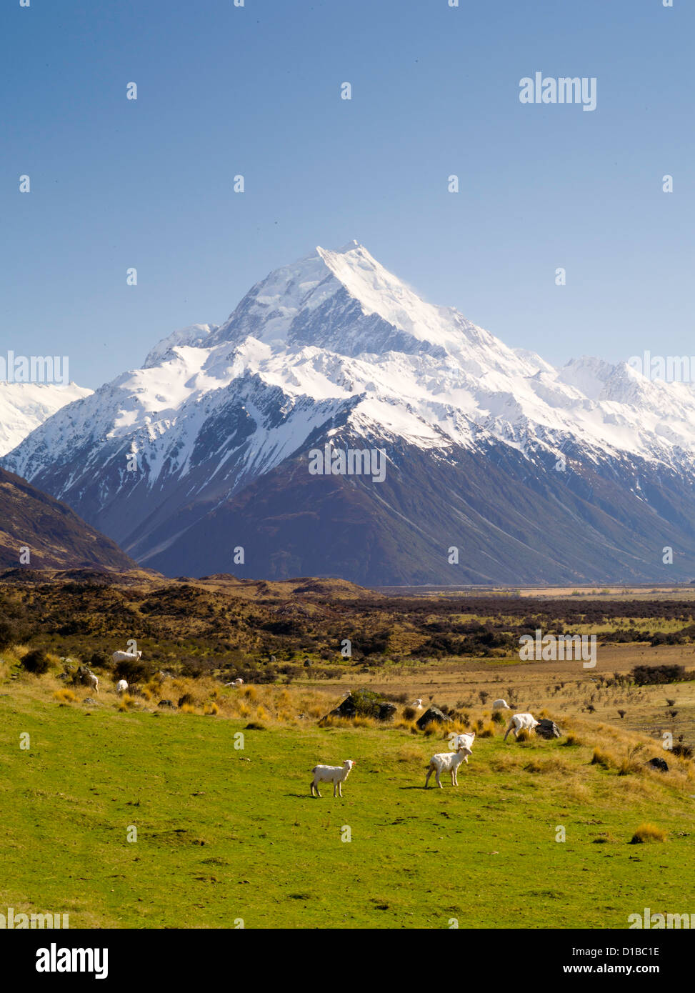Un icono de vista de Nueva Zelanda - las ovejas en la pastura y desde Aoraki/Mt Cook en el fondo. Desde aoraki es el pico de la montaña más alta de Nueva Zelanda Foto de stock