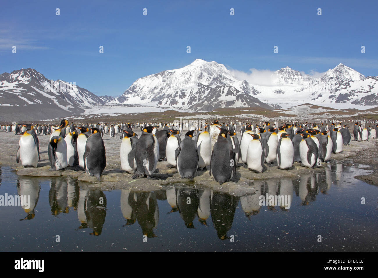 Pingüinos rey adulto en el borde de la colonia de la Bahía de St Andrews Foto de stock