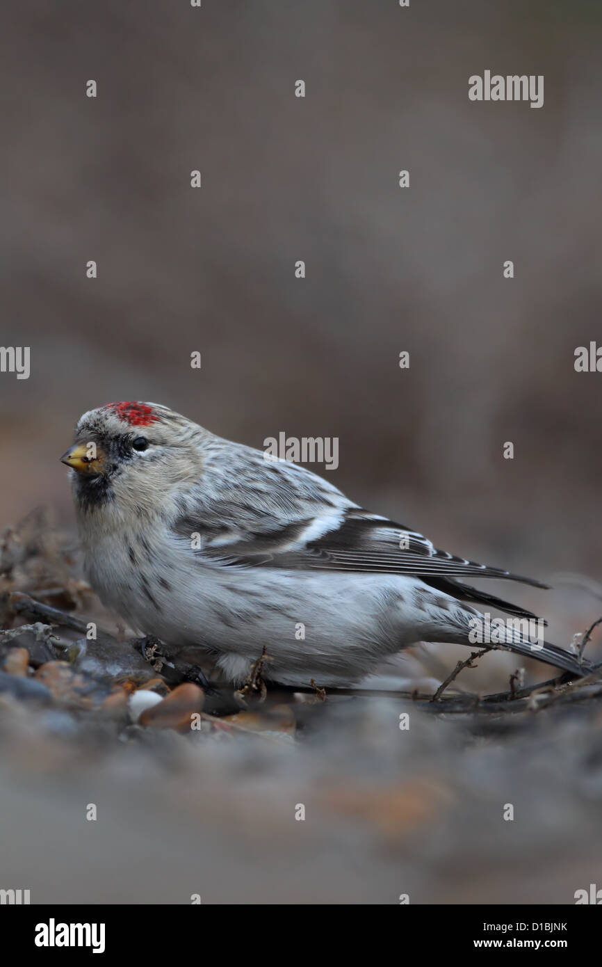 El Arctic Hornemann Redpoll (Carduelis hornemanni hornemanni) Foto de stock