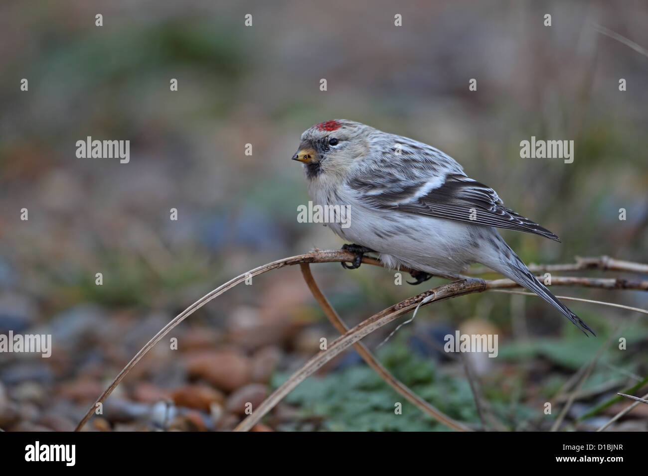 El Arctic Hornemann Redpoll (Carduelis hornemanni hornemanni) Foto de stock