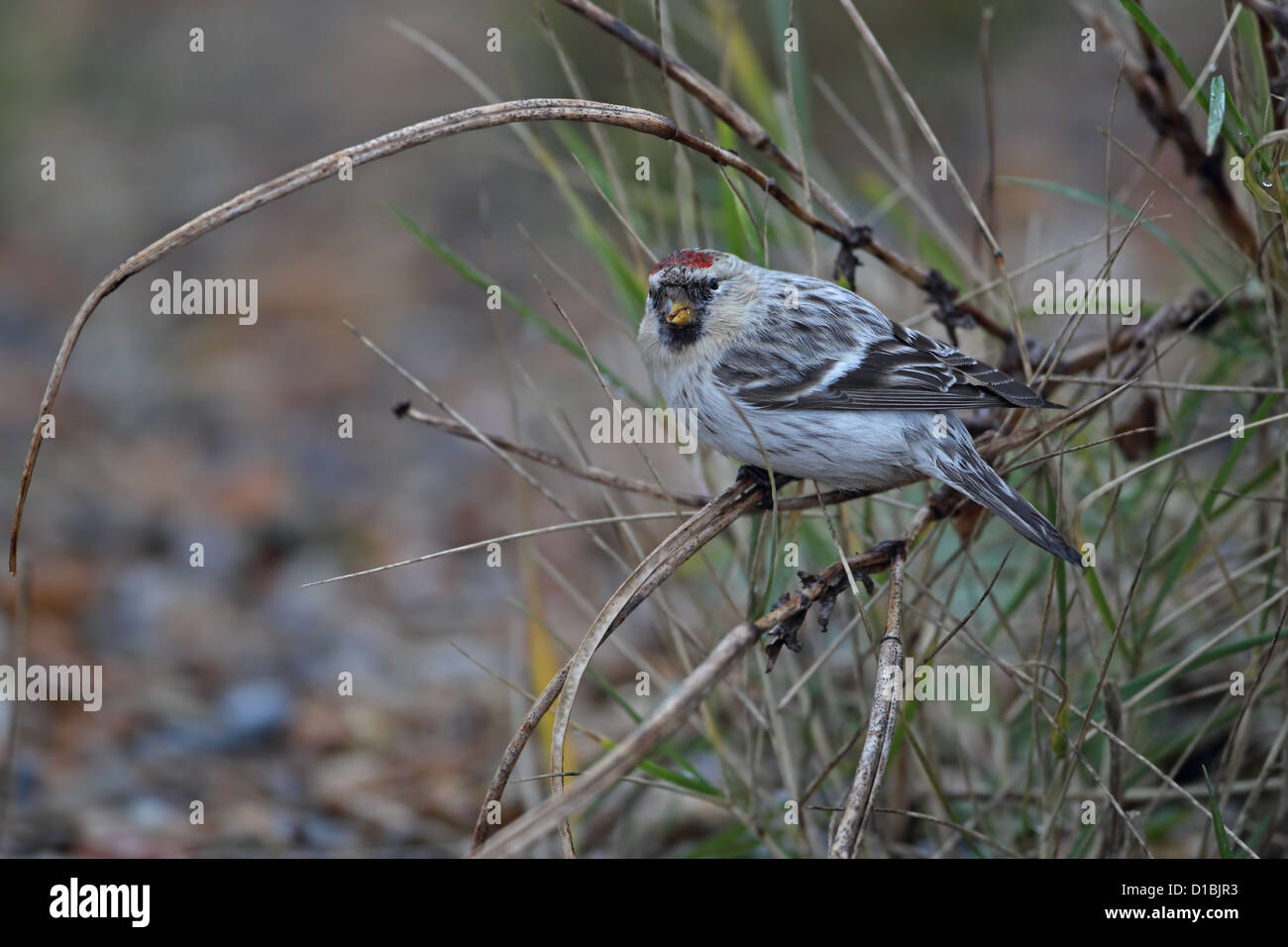 El Arctic Hornemann Redpoll (Carduelis hornemanni hornemanni) Foto de stock