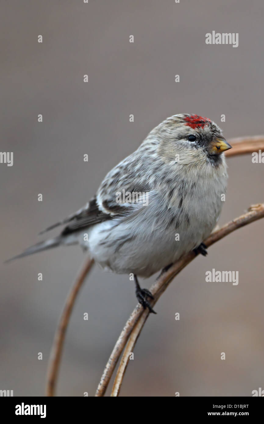 El Arctic Hornemann Redpoll (Carduelis hornemanni hornemanni) Foto de stock