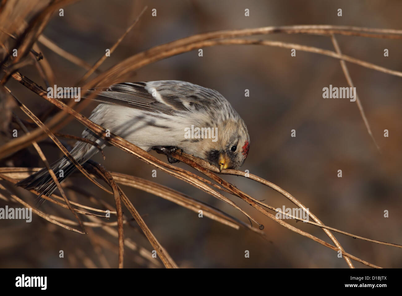 El Arctic Hornemann Redpoll (Carduelis hornemanni hornemanni) Foto de stock