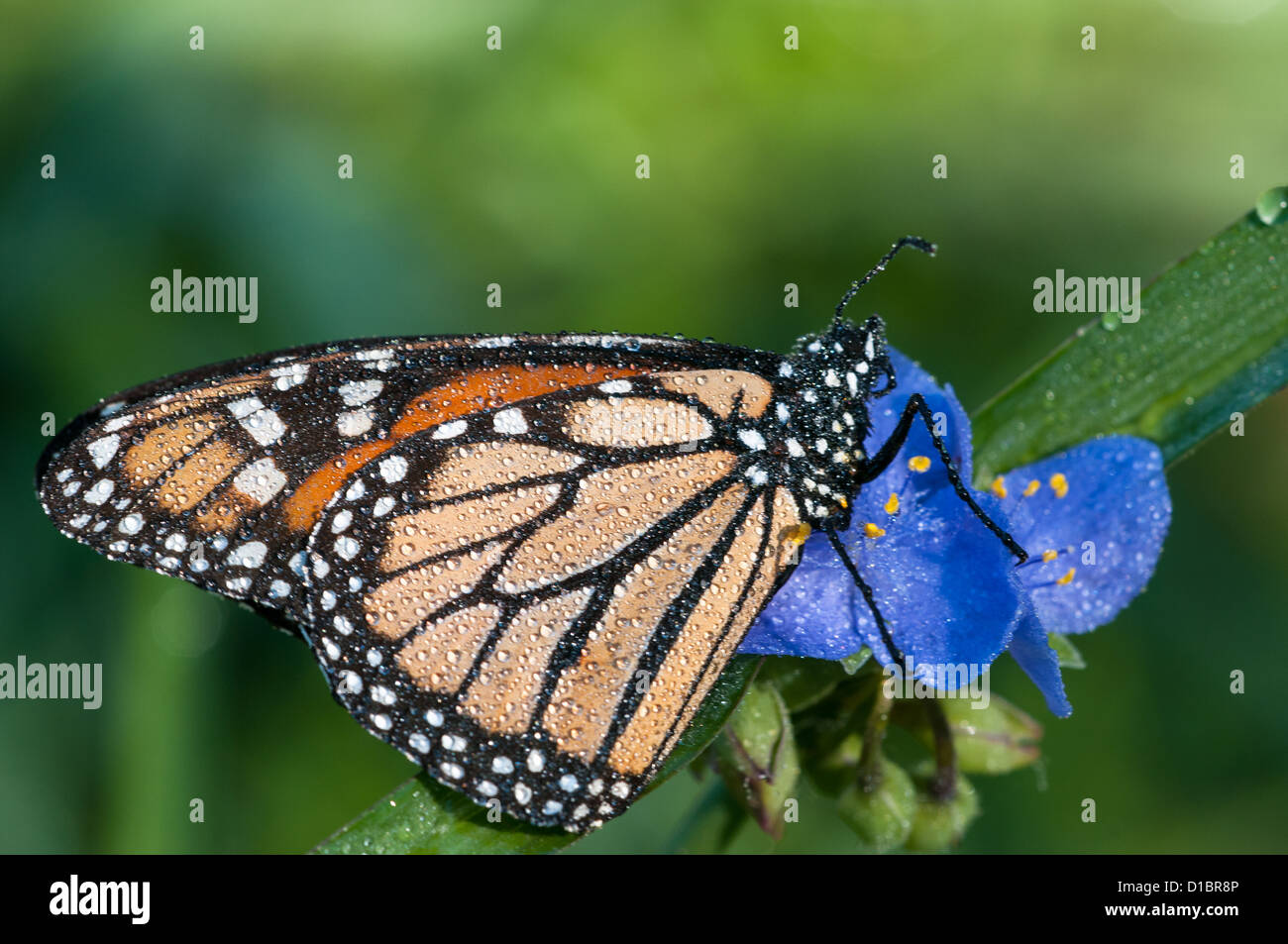 Mariposa Monarca Foto de stock