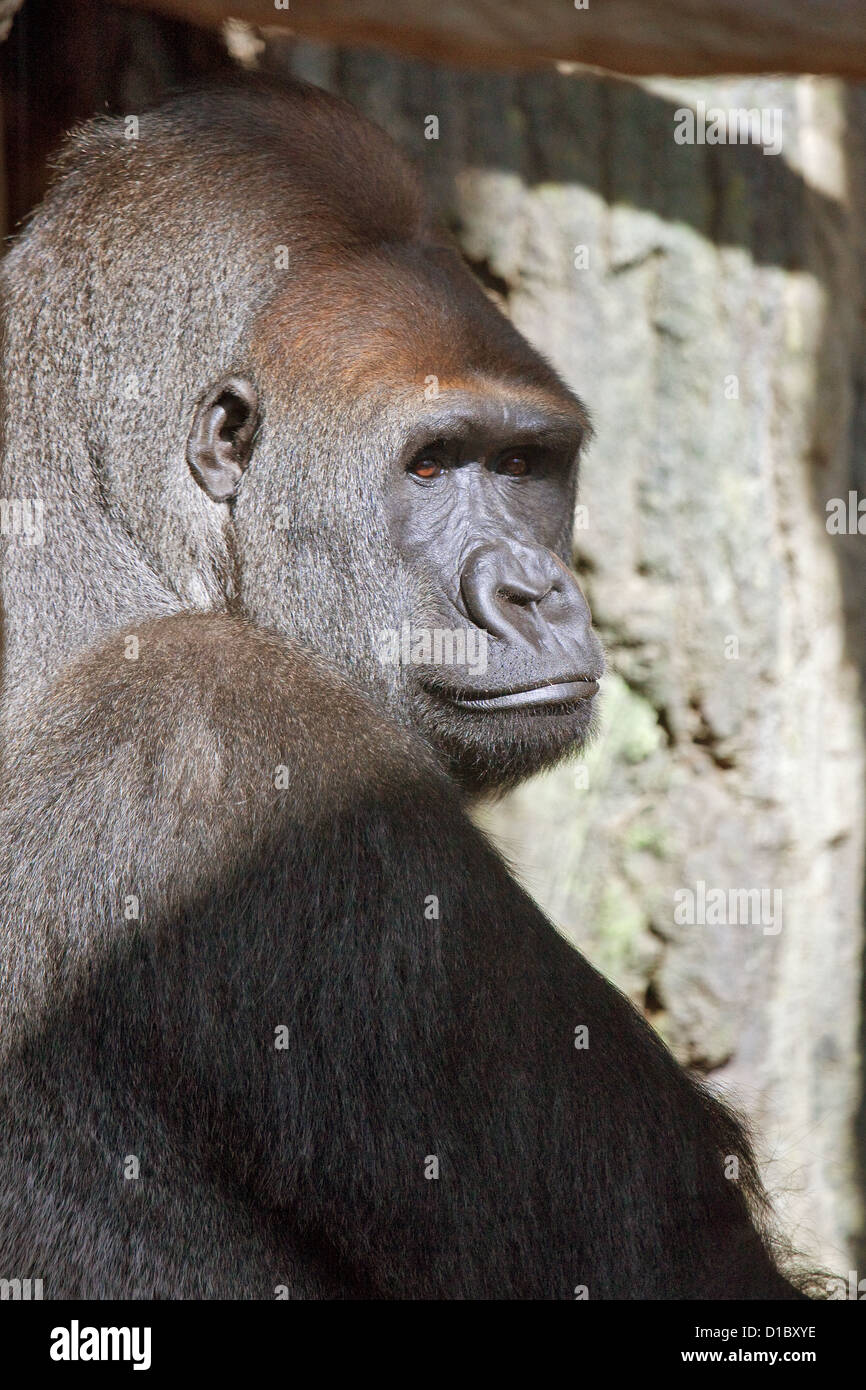 Gorilla en Lincoln Park Zoo Foto de stock