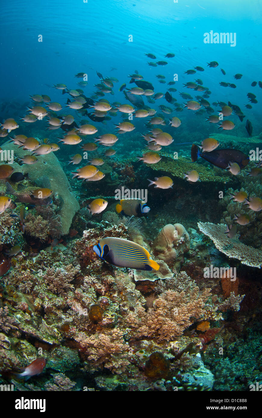 Un arrecife de coral muy saludable, con sus arrecifes de peces. El agua es muy clara y bonita y azul. El Parque Nacional de Komodo (Indonesia) Foto de stock