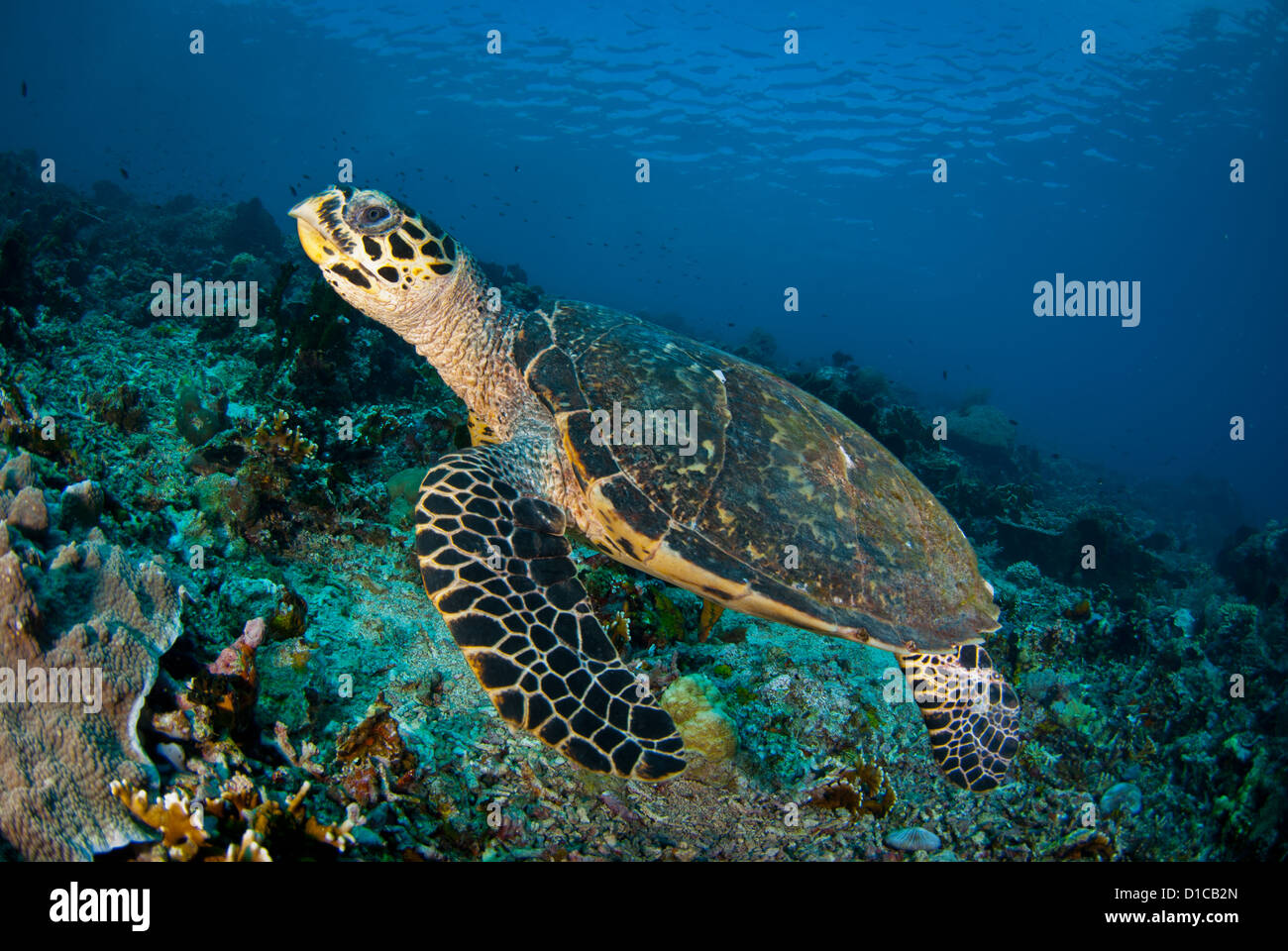 De cerca con una linda tortuga carey en el Parque Nacional de Komodo. Puede ver todo el cuerpo mientras ella está nadando Foto de stock