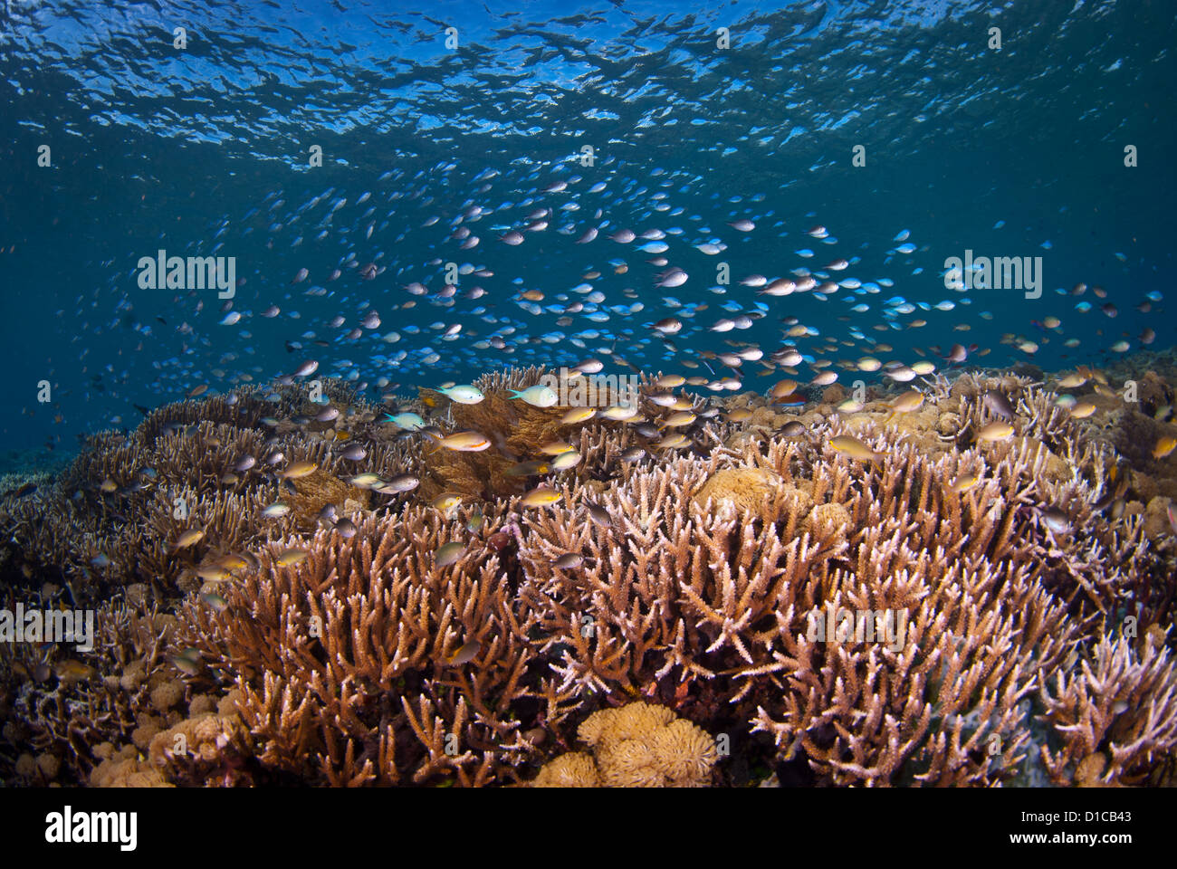 Un arrecife de coral muy saludable, con sus arrecifes de peces. El agua es muy clara y bonita y azul con muchos damisela, Komodo, Indonesia Foto de stock