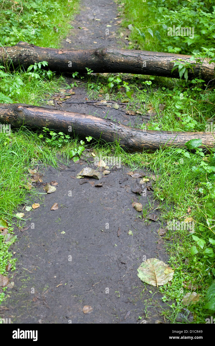 Ruta con árboles obstruyendo el camino Fotografía de stock - Alamy