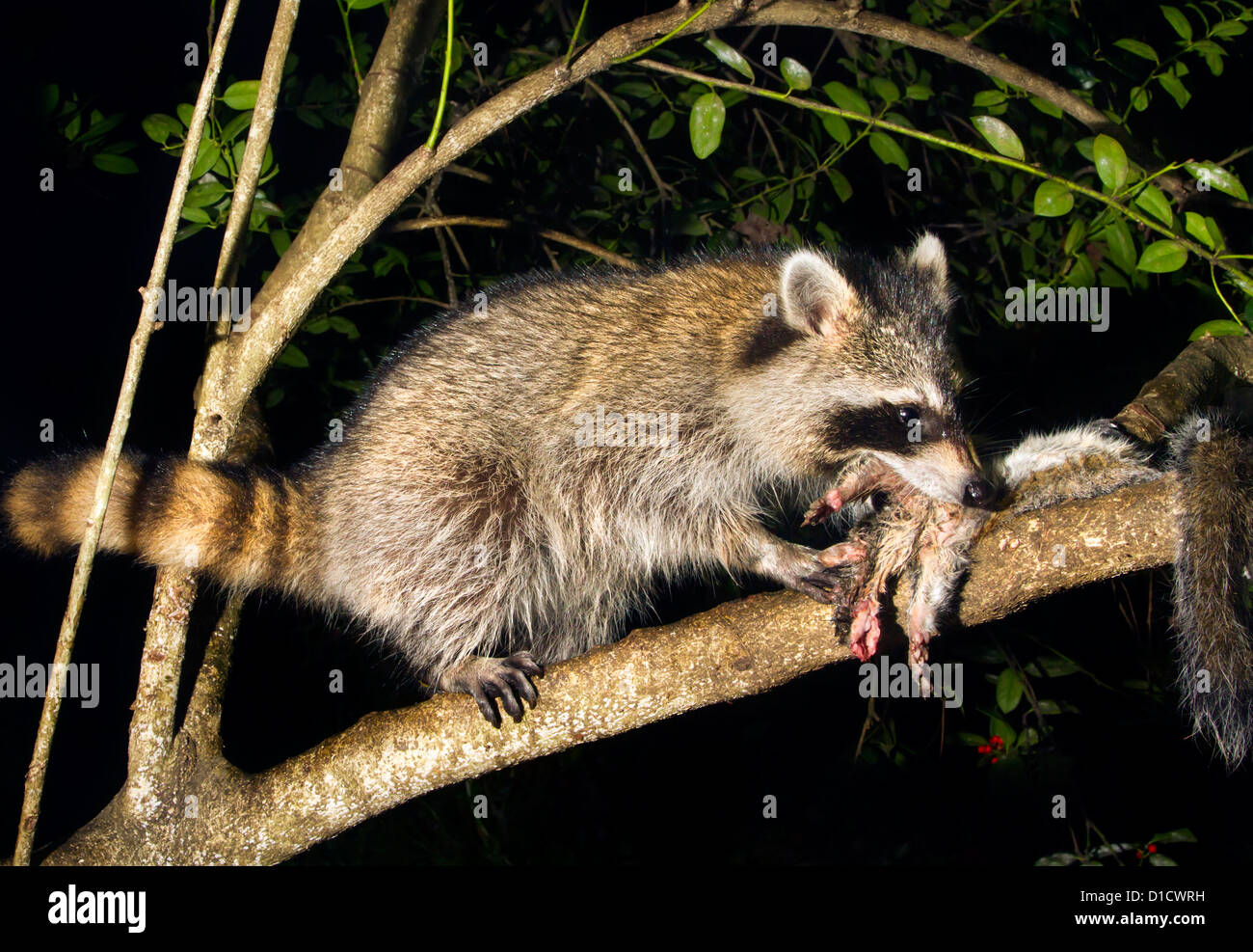 North American mapache (Procyon lotor) comiendo una ardilla mató en un árbol en la noche de Georgia (EE.UU.). Foto de stock