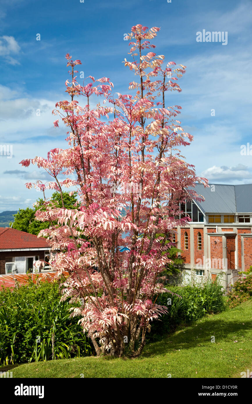 Rosa Toon Árbol, Cedrela sinensis. Rotorua, Isla del Norte, Nueva Zelanda. Foto de stock