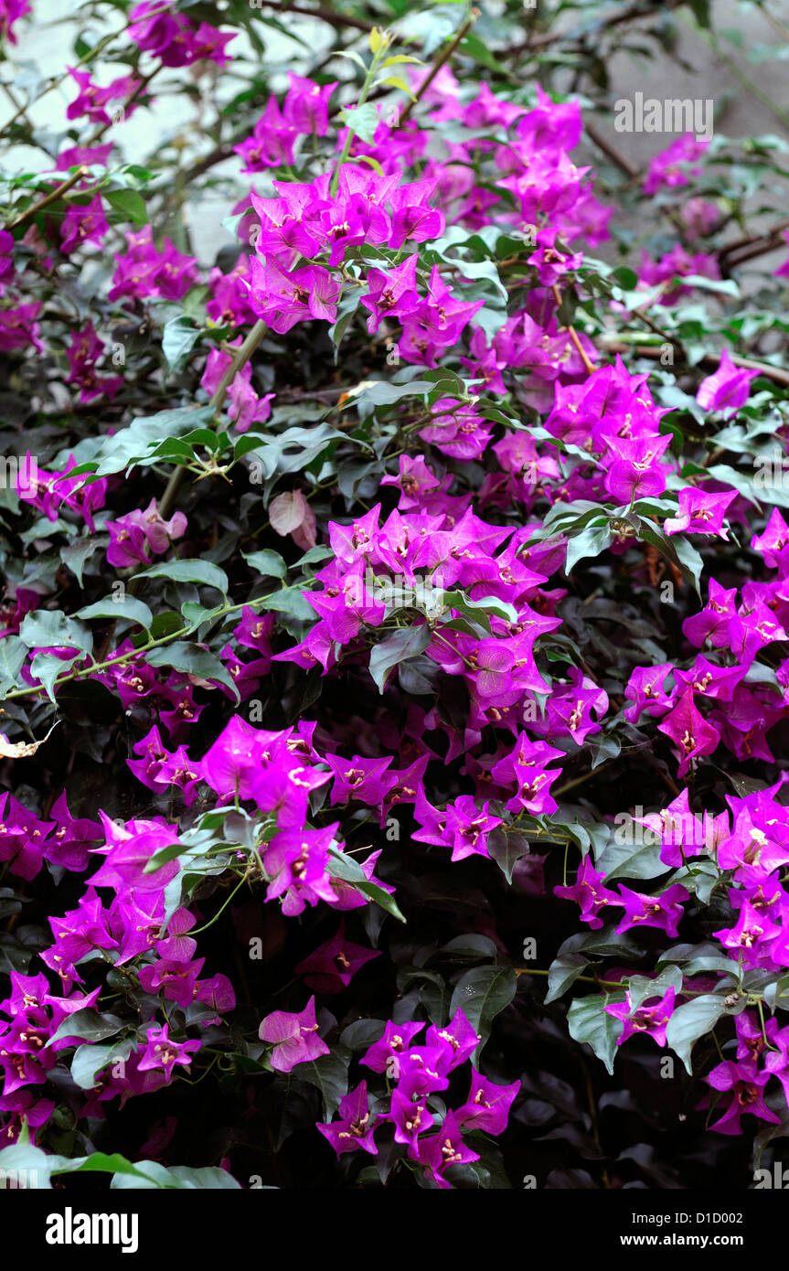 El Bougainvillea spectabilis rosa flores flores flores plumas sub tropical de plantas tropicales, plantas de vid vides escalada Escalador Foto de stock