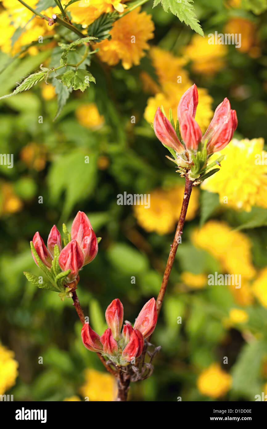 Azalea arbol fotografías e imágenes de alta resolución - Alamy
