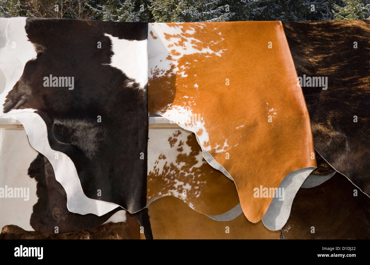 Piel de vaca fotografías e imágenes de alta resolución Alamy