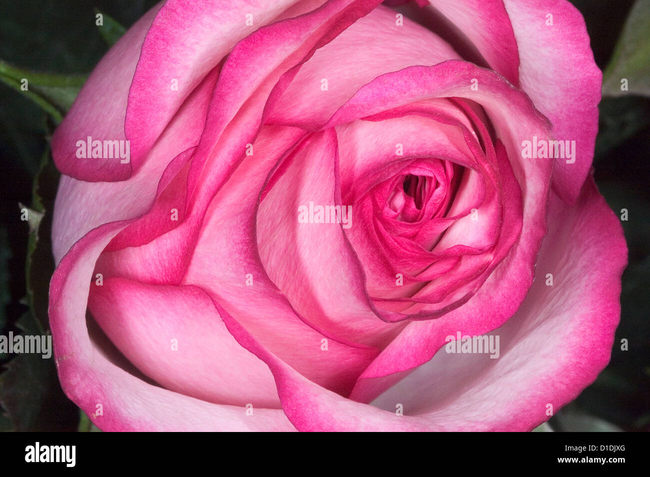 rosas rosadas Foto de stock