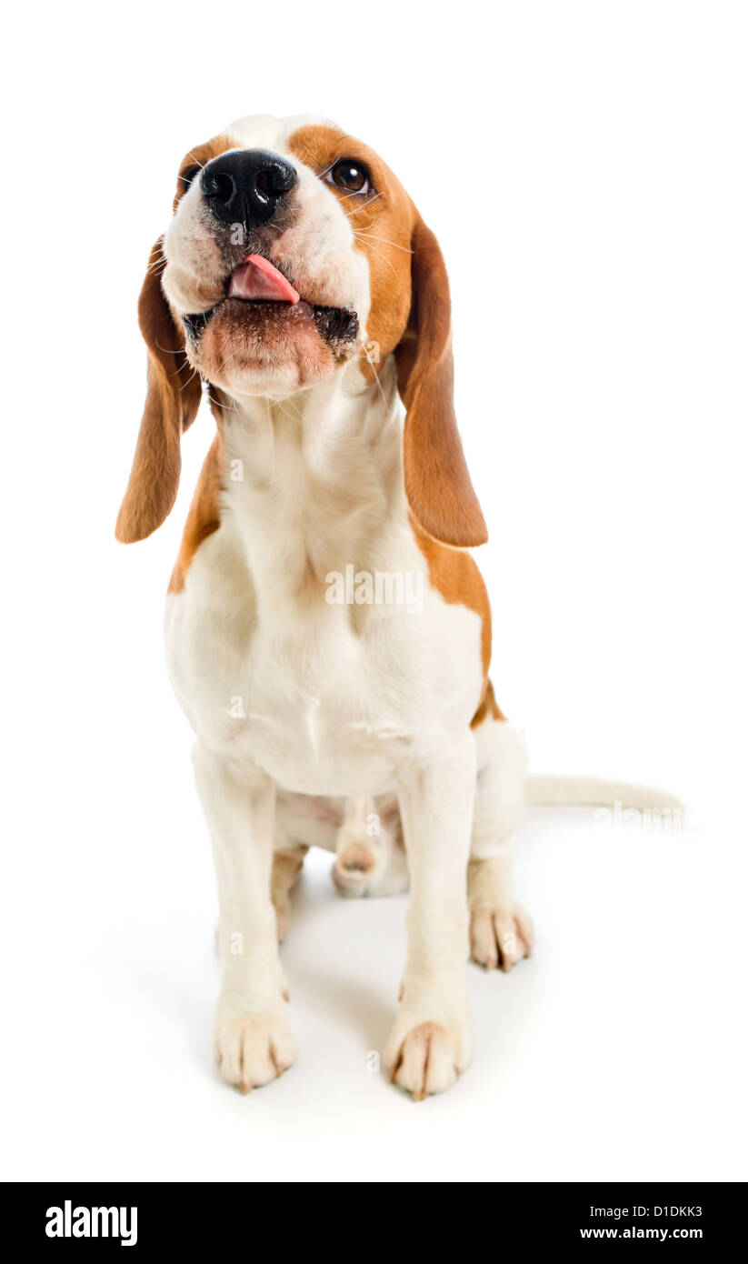 Beagle marrón y blanco Imágenes recortadas de stock - Página 2 - Alamy