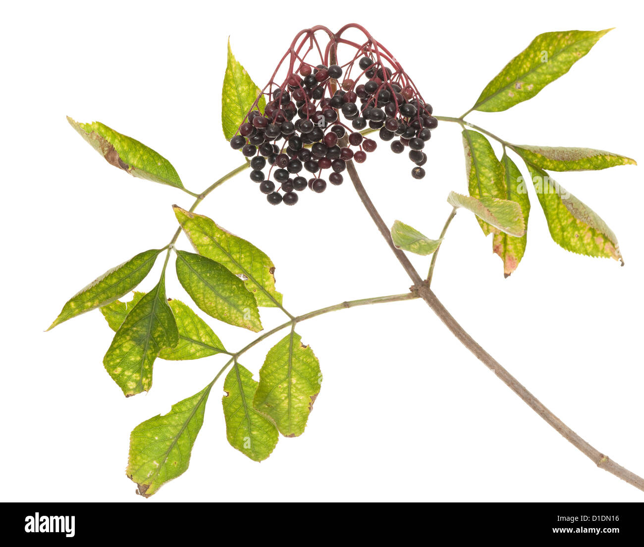 Sucursal elderberry (Sambucus nigra) sobre fondo blanco. Foto de stock