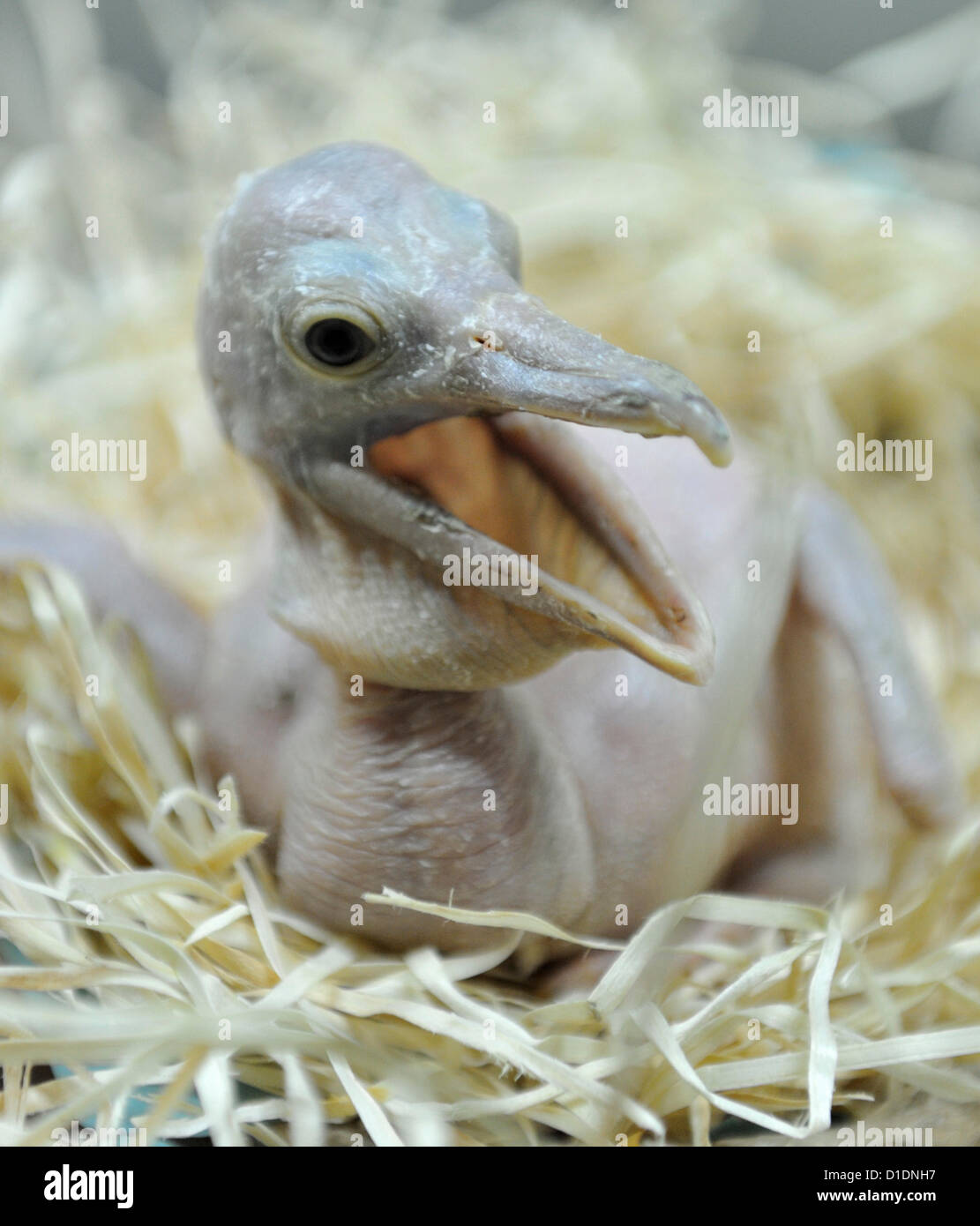 Bebe Recien Nacido Pelicanos Son Vistos En El Zoologico De Dvur Kralove Nad Labem Republica Checa 17 De Diciembre De 12 Bebe Pelicanos Fueron Trasladados A Los Criaderos Donde Son Regularmente Alimentados