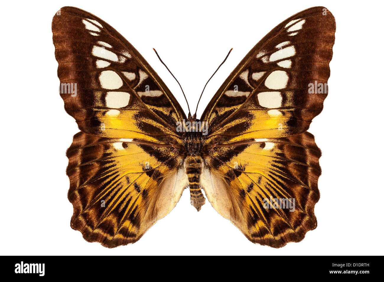 Especies de mariposas Partenos sylvia 'Clipper butterfly' Foto de stock
