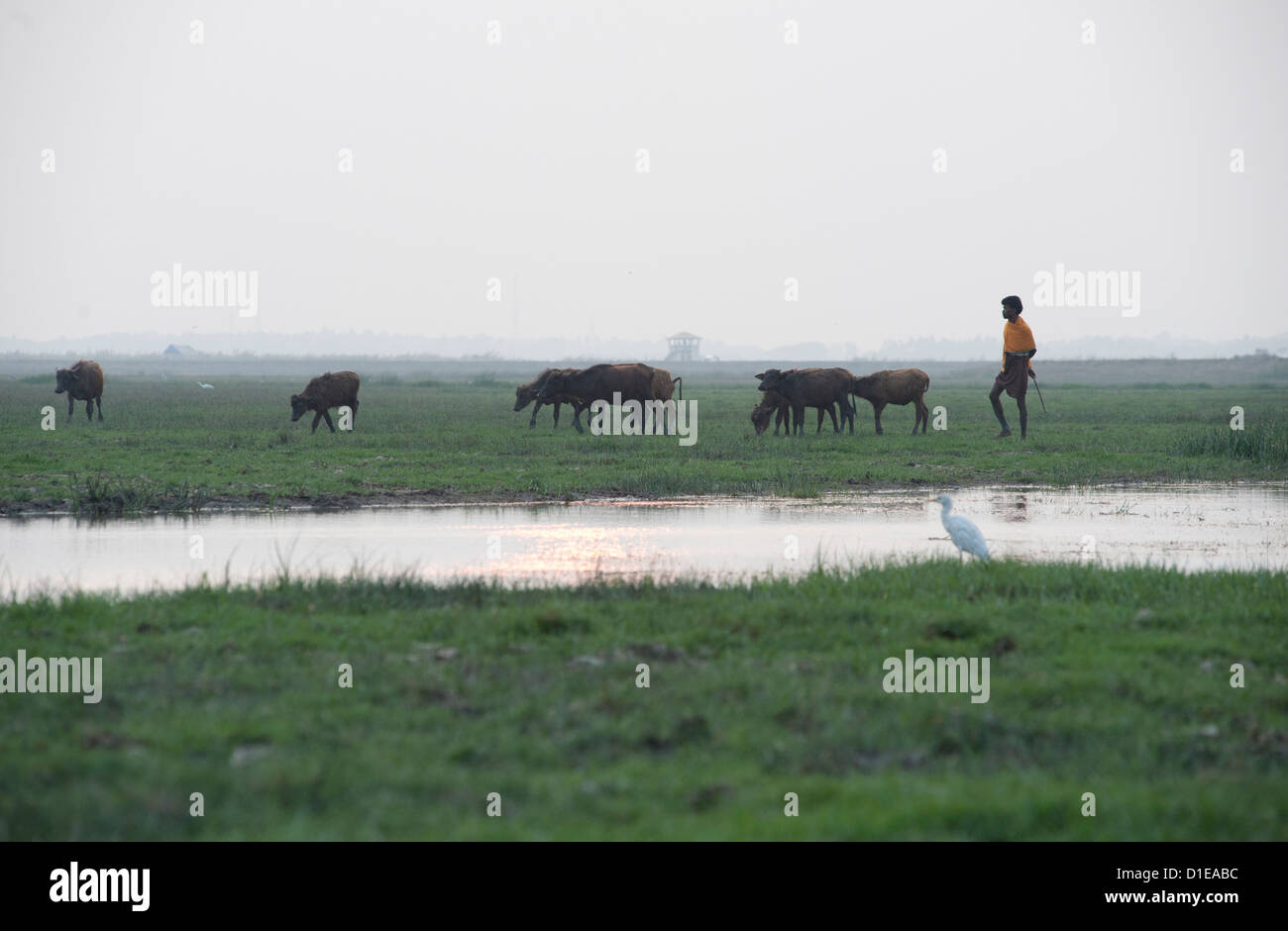 Vaquero traer ganado en al anochecer, ibis blanco en primer plano, humedales alrededor del lago Chilika, Orissa, India, Asia Foto de stock