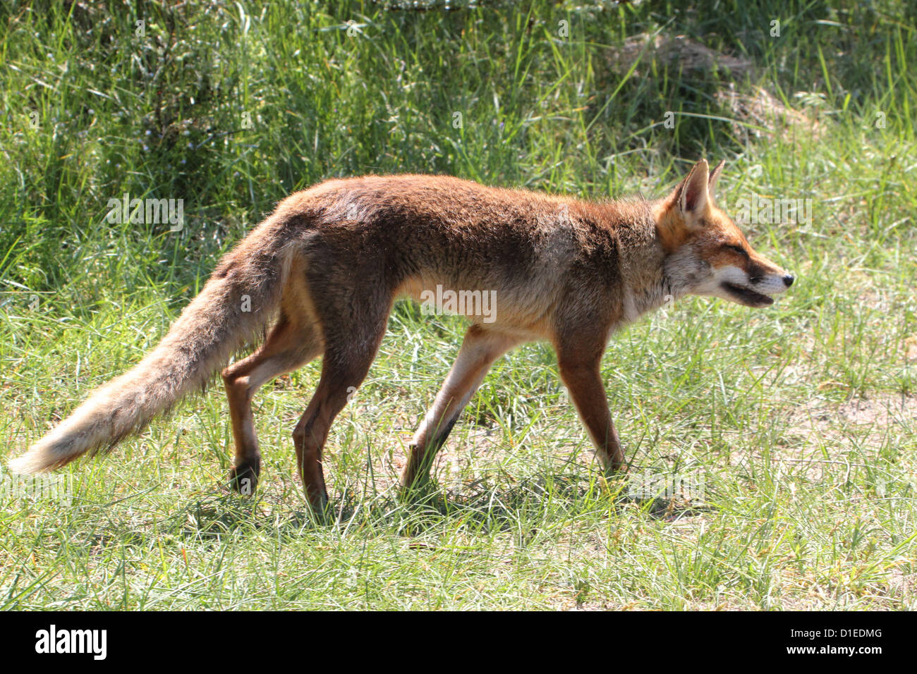 Salvaje Europa zorro rojo (Vulpes vulpes) en el acecho Foto de stock