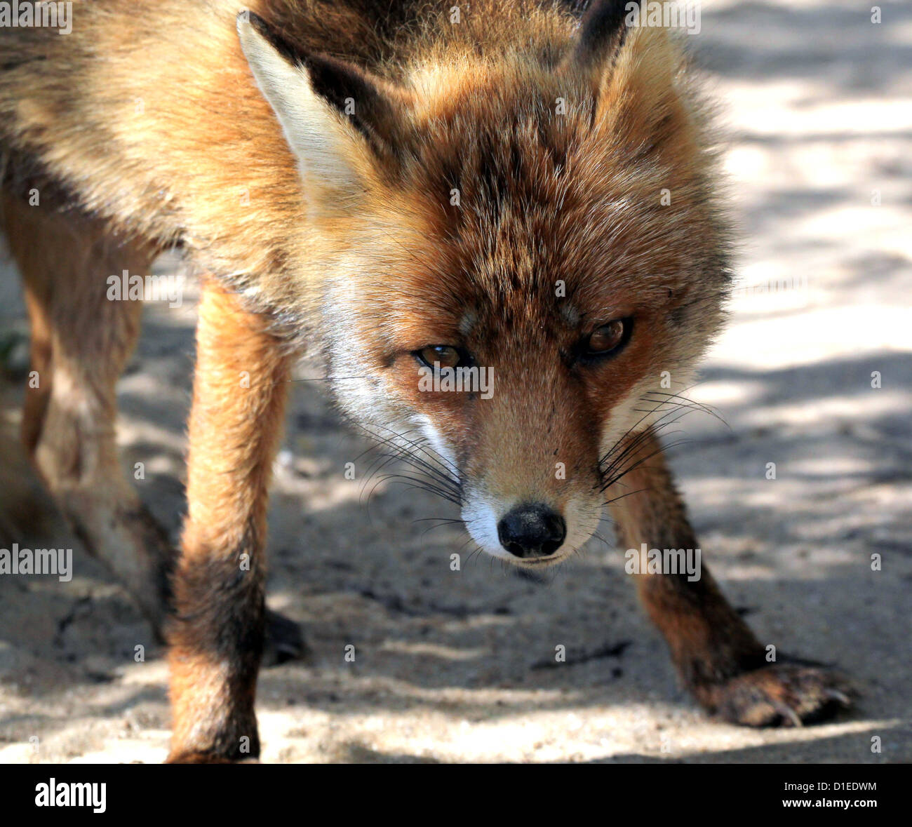 Desafiante Unión zorro rojo (Vulpes vulpes) mirando a la cámara Foto de stock