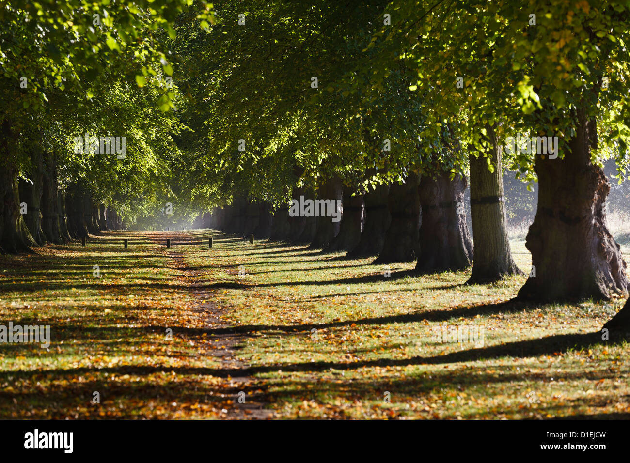 El Lime Tree Avenue, Clumber Park, Nottinghamshire Foto de stock