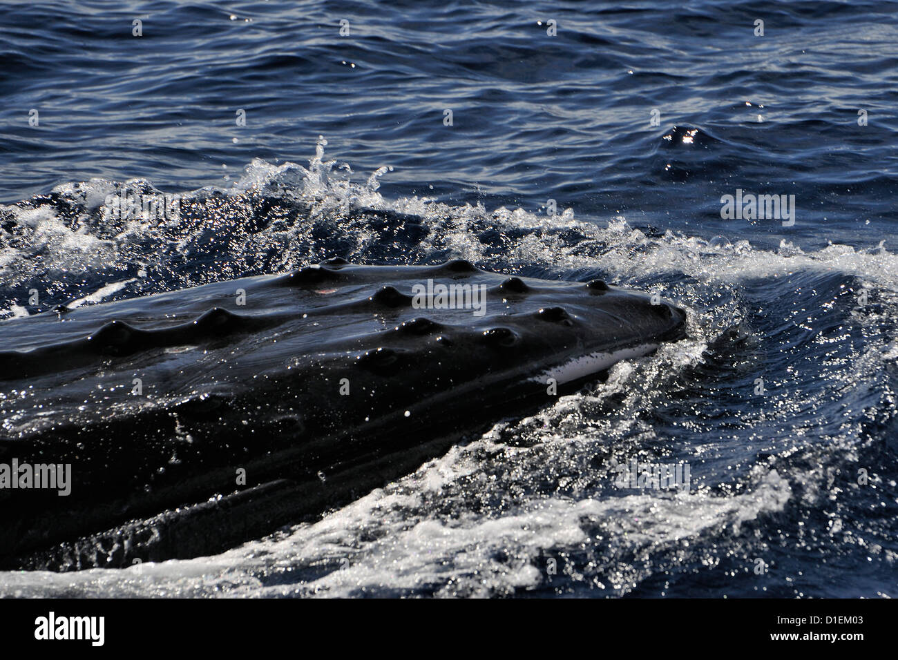 Ballena macho asfaltado junto a un Cruising Yacht, uno de 4 (o más) hombres ballenas que aparentemente estaban compitiendo por una hembra. Tonga Foto de stock