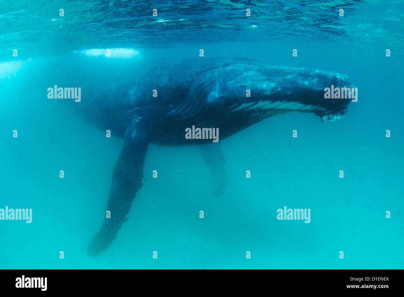 La ballena jorobada (Megaptera novaeangliae), Islas Khuriya Muriya, Omán, el Océano Índico, filmación subacuática Foto de stock