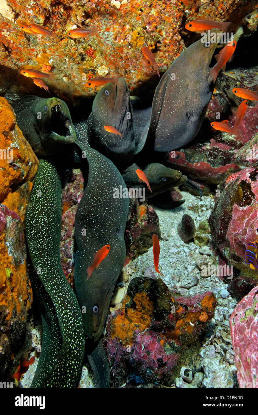 Filo-amarillo morenas (gymnothorax flavimarginatus), Malpelo, Columbia, Océano Pacífico, filmación subacuática Foto de stock