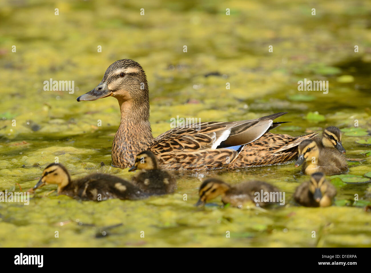 Polluelos de ánade real fotografías e imágenes de alta resolución - Alamy Polluelos de ánade real fotografías e imágenes de alta resolución - Alamy