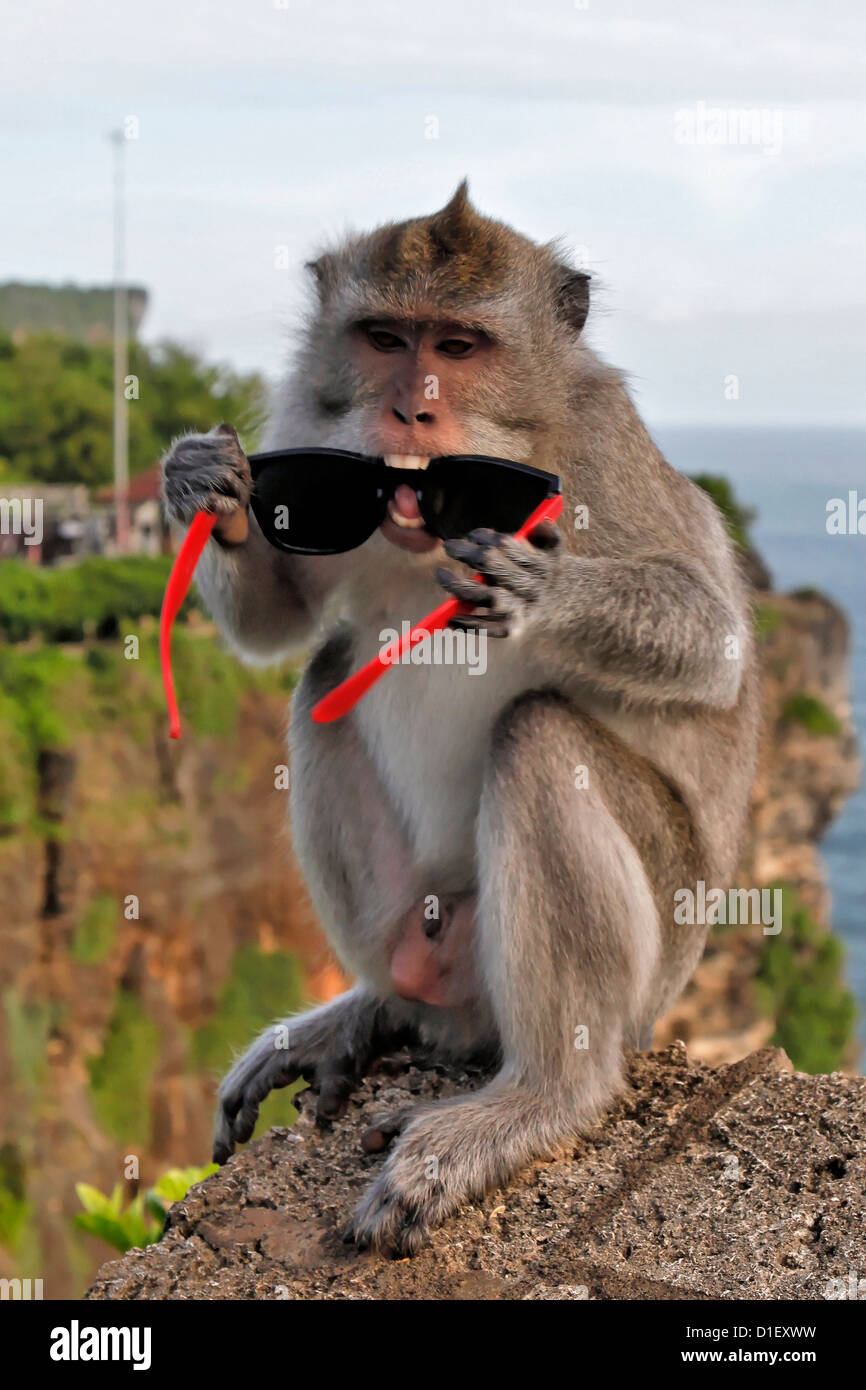 Mono con gafas de sol fotografías e imágenes de alta resolución - Alamy