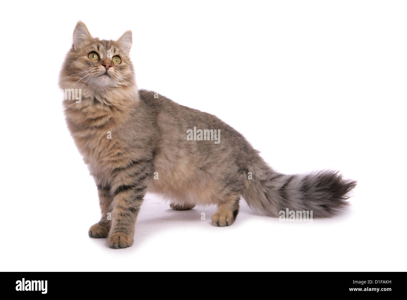 Brown tabby Siberian Cat solo adulto de pie en un estudio UK Foto de stock