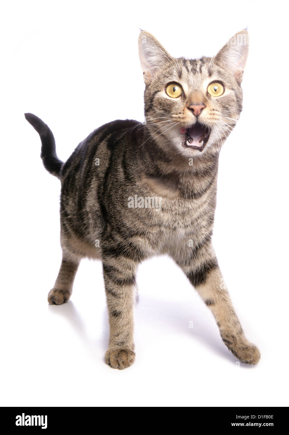 Gato doméstico adulto soltero en shock Studio, REINO UNIDO Fotografía de  stock - Alamy