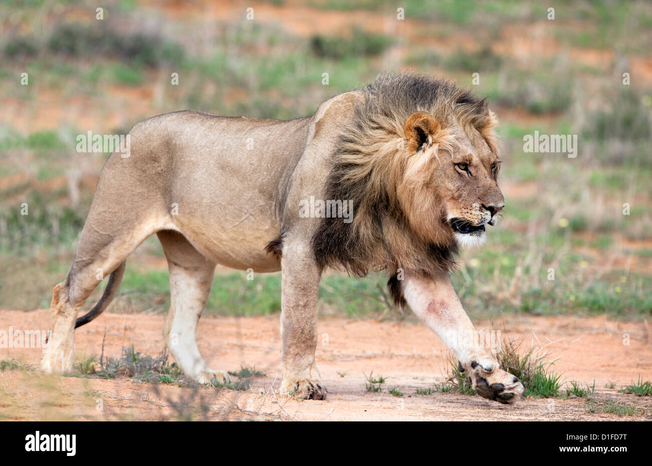 León (Panthera leo), el Parque Transfronterizo Kgalagadi, Northern Cape, Sudáfrica, África Foto de stock