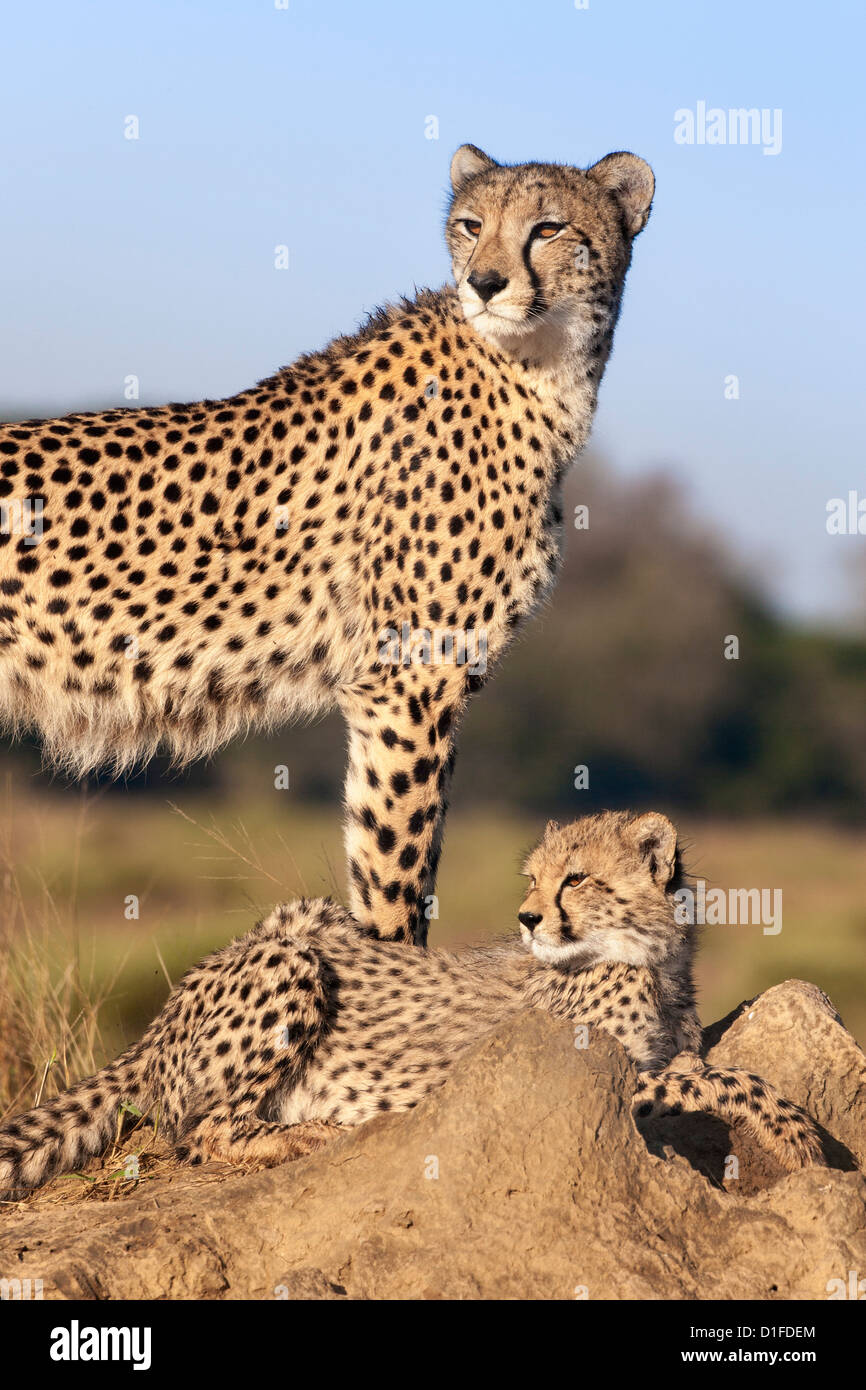 Guepardo (Acinonyx jubatus) con cachorro, Phinda Private Game Reserve, Kwazulu Natal, Sudáfrica, África Foto de stock