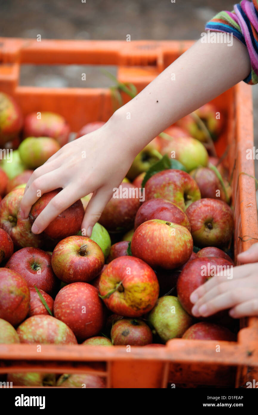 Manzanas mal barril fotografías e imágenes de alta resolución - Alamy