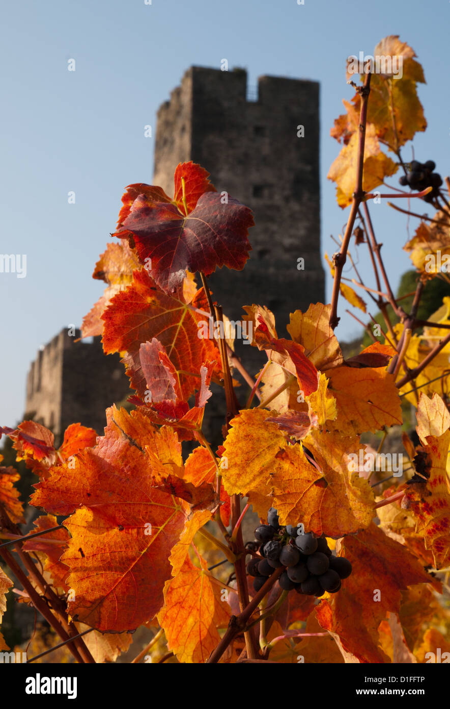 Racimo de uvas en el otoño de la cuesta que conduce al castillo Burg Gutenfels, Rin Kaub, Alemania Foto de stock