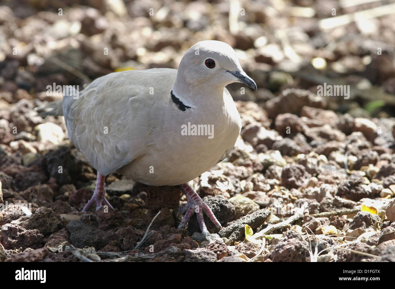 Eurasiática Collared Dove (Streptopelia decaocto), Fuerteventura, Islas