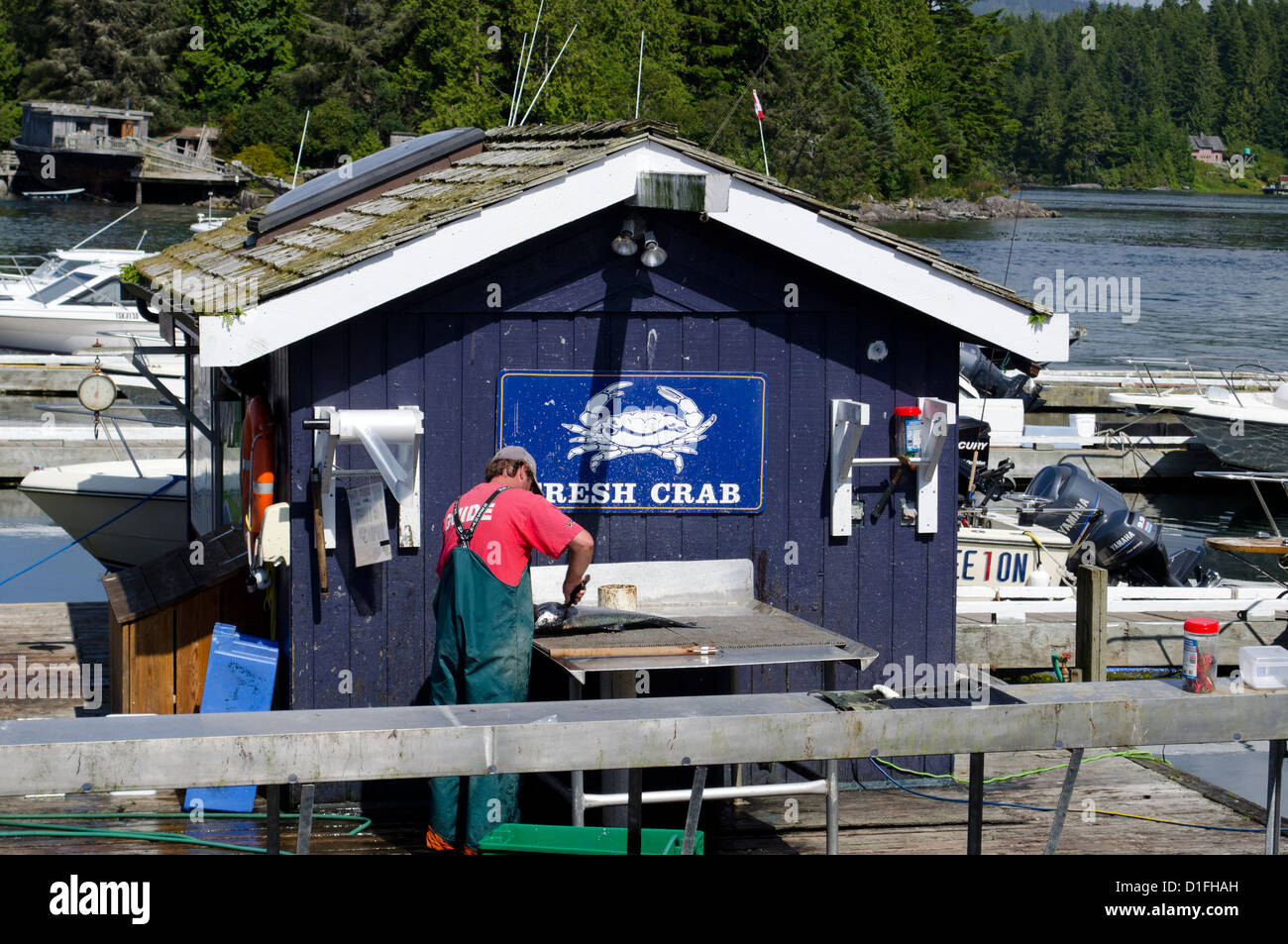 Pescador limpiando un salmón Tofino en la isla de Vancouver BC Foto de stock