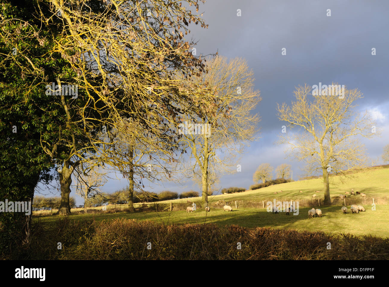 Se enciende la luz de diciembre bajo los árboles de Robin-a-Puntillas Hill, cerca de Tilton-on-the-Hill, Leicestershire, Inglaterra Foto de stock