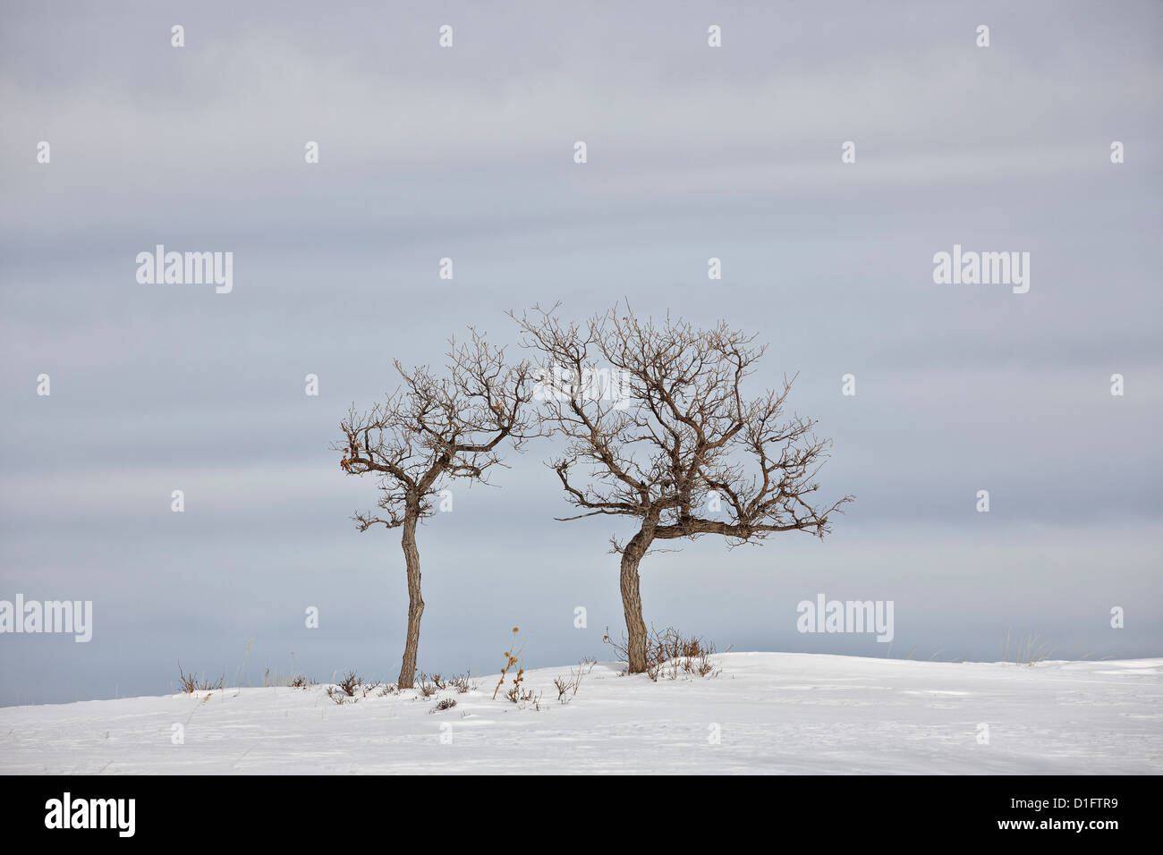 Árboles desnudos en la nieve, el Uncompahgre National Forest, Colorado, Estados Unidos de América, América del Norte Foto de stock