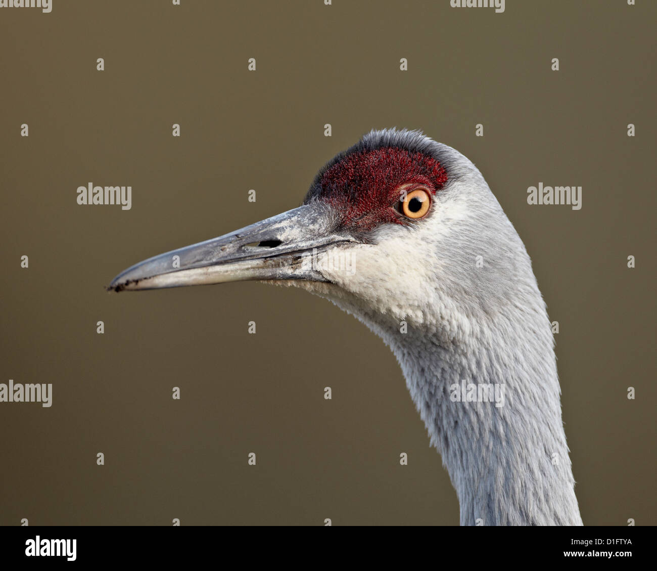 Sandhill Crane (Grus canadensis), el Parque Nacional Yellowstone, Wyoming, Estados Unidos de América, América del Norte Foto de stock