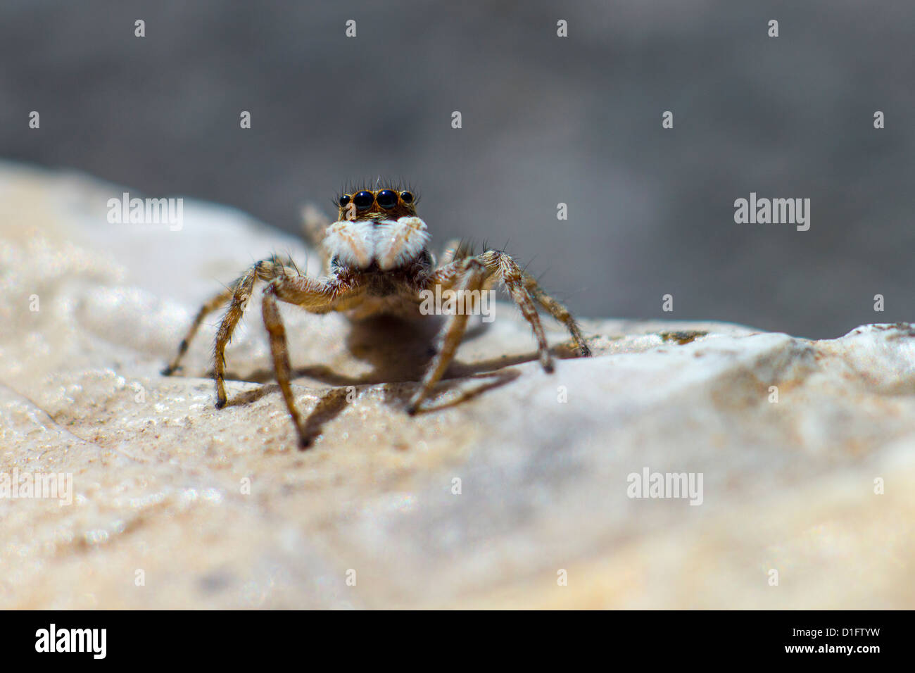 Retrato de un Jumping Spider Foto de stock