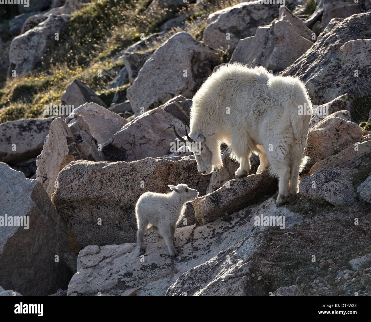 Cabra montés (Oreamnos americanus) nanny y kid, el Monte Evans, Arapaho-Roosevelt National Forest, Colorado, EE.UU. Foto de stock