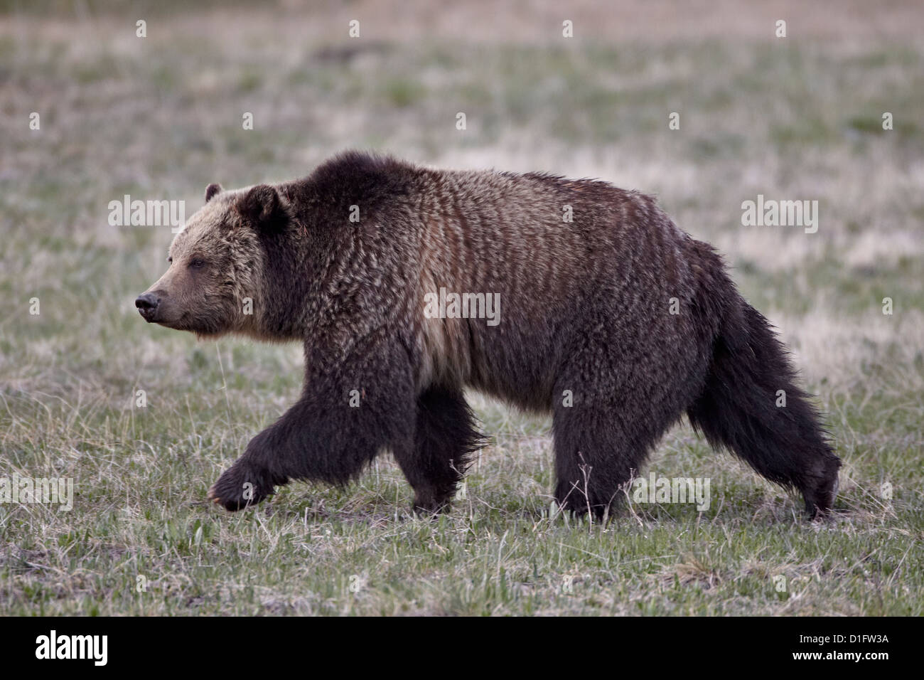 Oso grizzly (Ursus arctos horribilis) caminando, el Parque Nacional Yellowstone, Wyoming, Estados Unidos de América, América del Norte Foto de stock